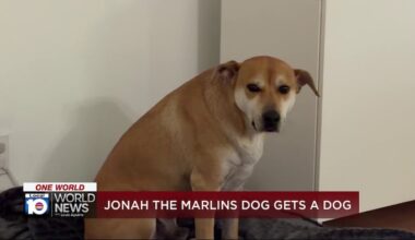 Marlins track down Jonah the hot dog dog after video goes viral