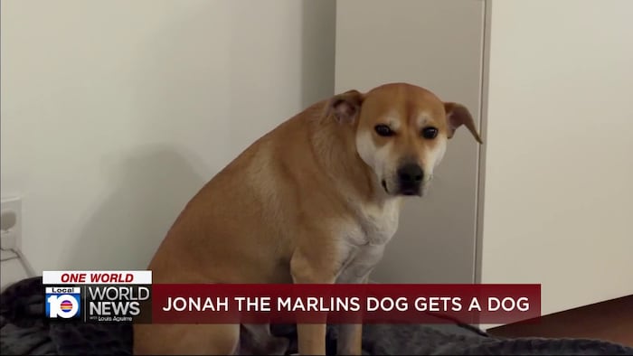 Marlins track down Jonah the hot dog dog after video goes viral