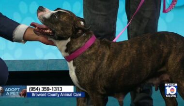 Broward County Animal Care introduces April, a pup looking for a forever home