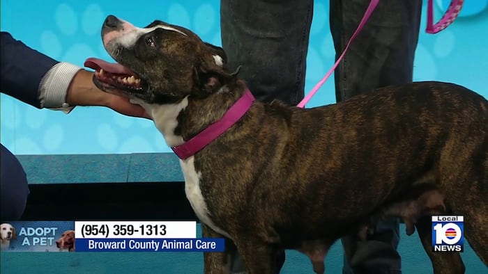 Broward County Animal Care introduces April, a pup looking for a forever home