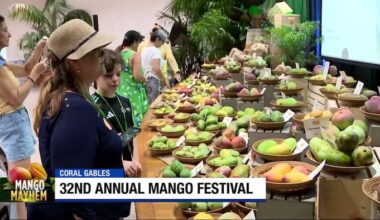 Mango Festival brings peak season celebration to Coral Gables
