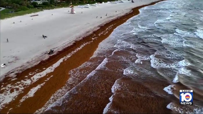 Officials search for solutions to ongoing problem of sargassum