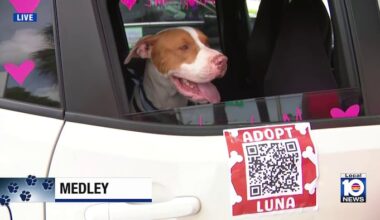 Rescue Ride Out aims to help Miami-Dade shelter dogs find homes