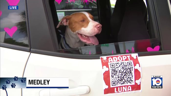 Rescue Ride Out aims to help Miami-Dade shelter dogs find homes