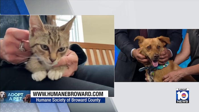 Humane Society of Broward hopes to find ‘furever’ home for King, Taco and other furry friends