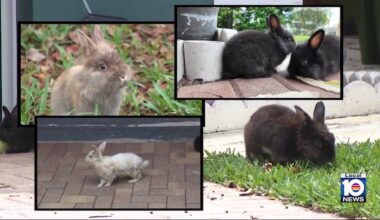 ‘Tons of babies everywhere’: Growing bunny population a big issue in Wilton Manors neighborhood