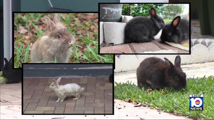 ‘Tons of babies everywhere’: Growing bunny population a big issue in Wilton Manors neighborhood