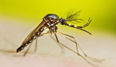 Florida reports 2 additional chikungunya cases