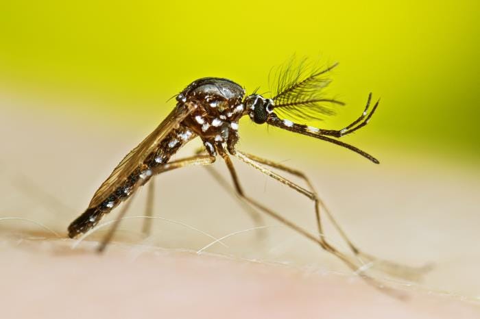 Florida reports 2 additional chikungunya cases