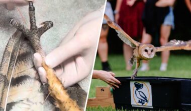 Barn owl spreads its wings after rehabilitation in Miami – NBC 6 South Florida