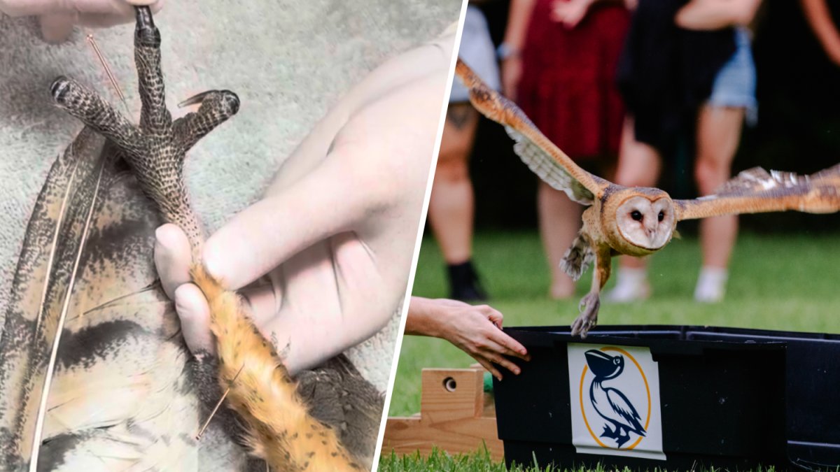 Barn owl spreads its wings after rehabilitation in Miami – NBC 6 South Florida
