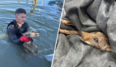 Coyote rescue video: Cape Coral fire department saves pup – NBC 6 South Florida