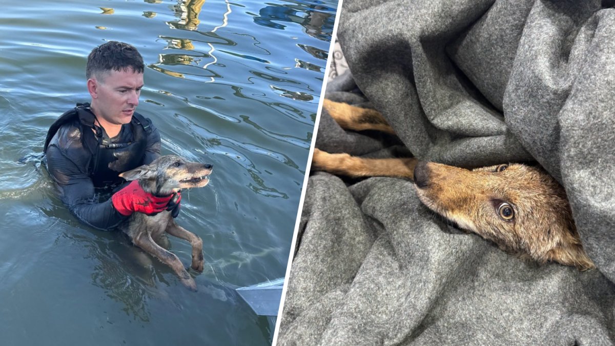 Coyote rescue video: Cape Coral fire department saves pup – NBC 6 South Florida