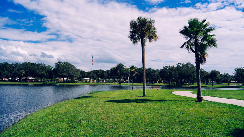 Trees by a lake in Zephyrhills, Florida