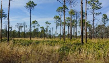 Between Tampa And Gainesville Is Florida's Once-Thriving Lumber Town That's Now Ruins In A Nature Preserve