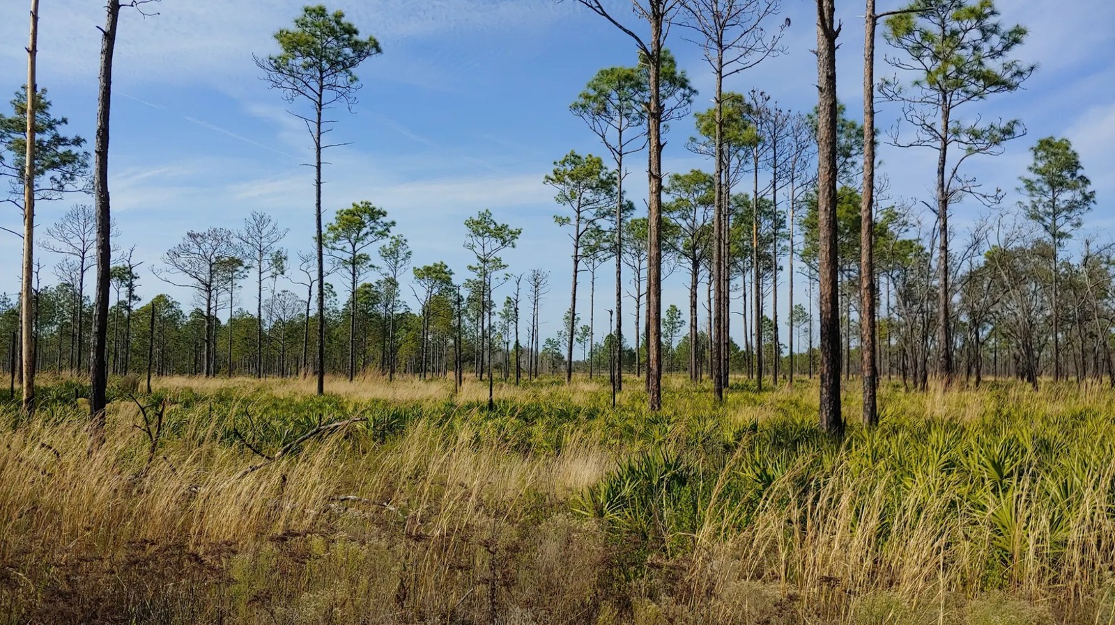Between Tampa And Gainesville Is Florida's Once-Thriving Lumber Town That's Now Ruins In A Nature Preserve
