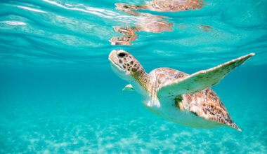 10 Florida Beaches Where You Can Watch Sea Turtles Hatch