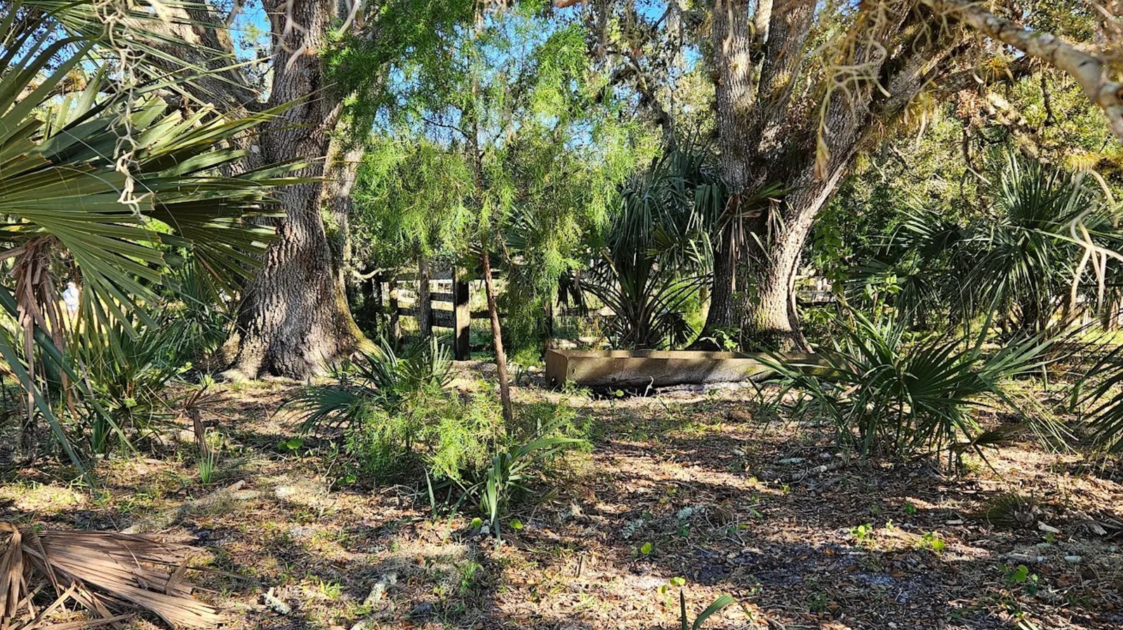 Outside Orlando Is Florida's Once-Thriving Ranch That's Now A Wildlife Site With Trails And Primitive Camping