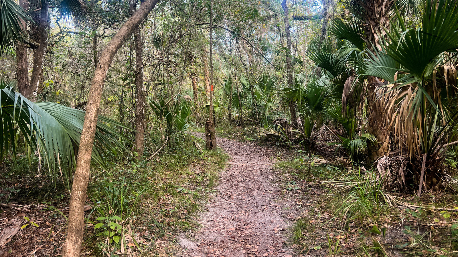 The Free Program In Florida That Rewards You For Hiking In Florida State Forests