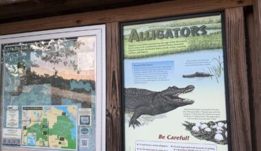 2 massive alligators captured after Orlando woman dies from attack, FWC says