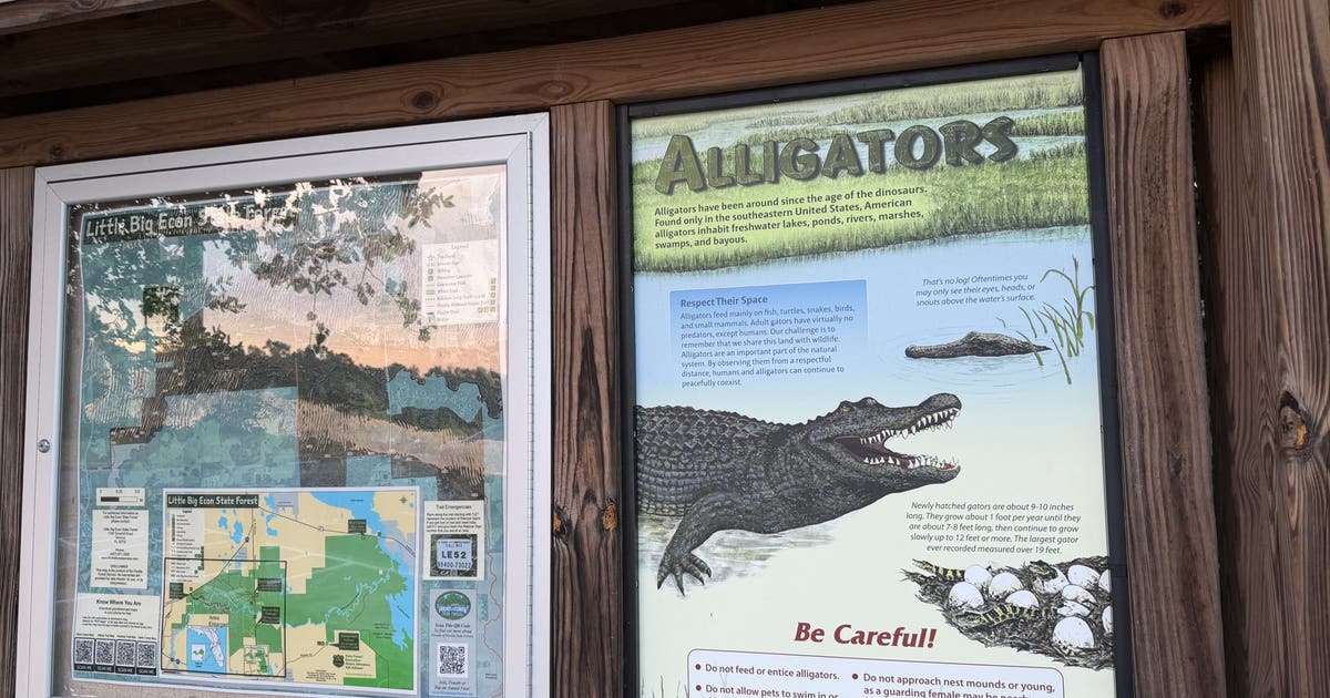 2 massive alligators captured after Orlando woman dies from attack, FWC says
