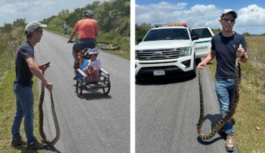 Florida Desperately Wants to Eradicate Its Pythons. So Why Was This Man Fined for Removing One?
