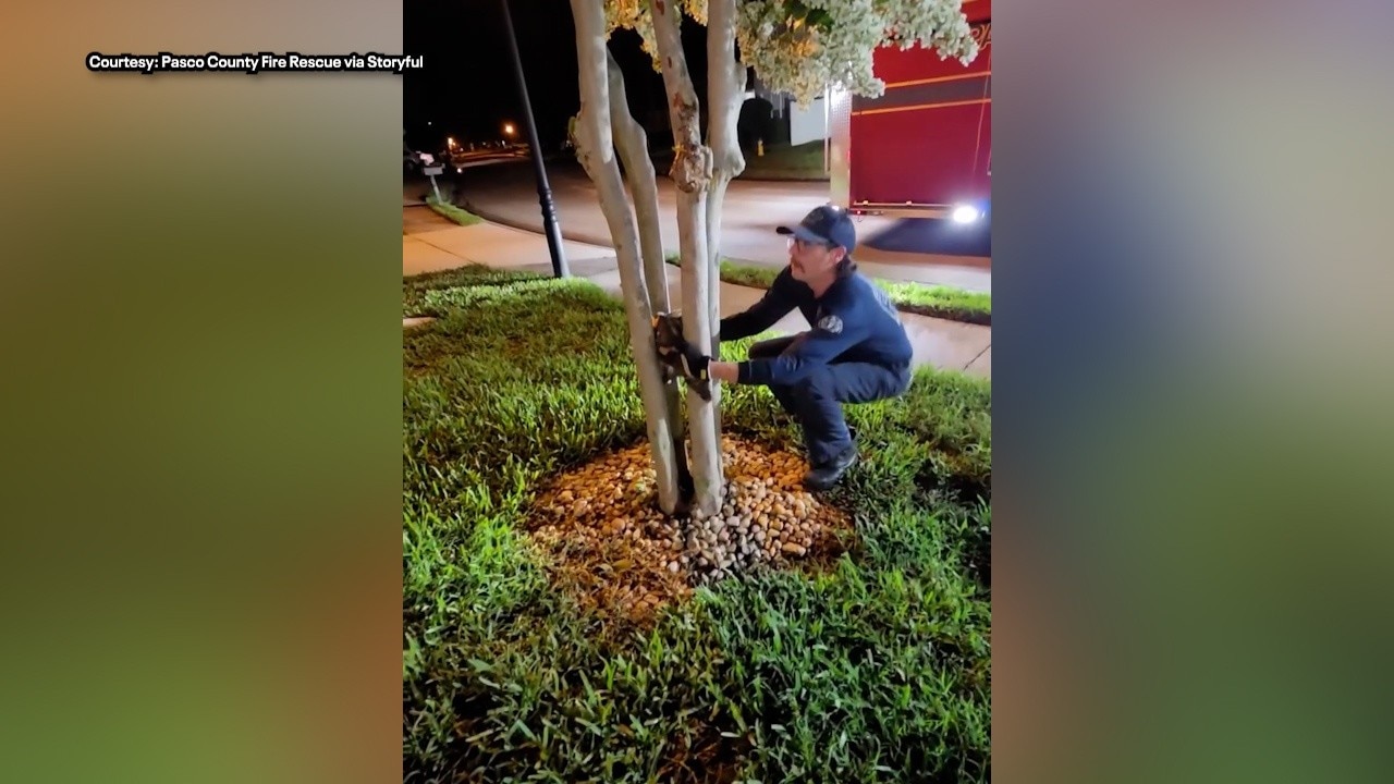 Owl rescued from tree in Pasco County