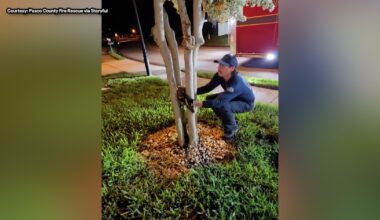 Florida owl gets stuck between tree trunks, Pasco County Fire Rescue crew swoops in to save bird