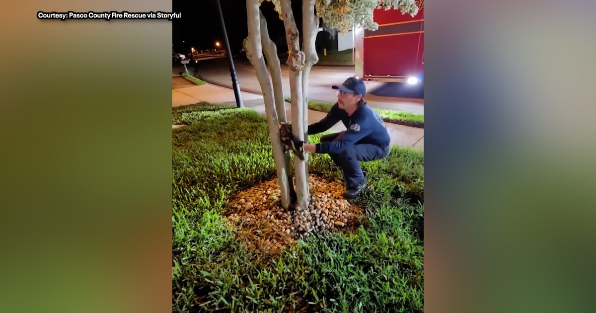 Florida owl gets stuck between tree trunks, Pasco County Fire Rescue crew swoops in to save bird