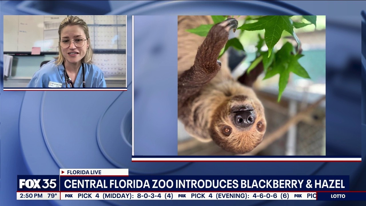 Previous coverage: Central Florida Zoo updates on status of sloths in care