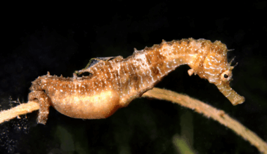 Florida students watch male seahorse give birth in the wild