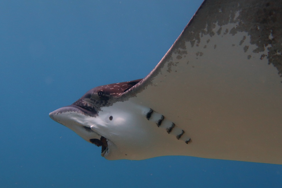 Armed with AI, Study Identifies Prey from Predator Crunching Sounds