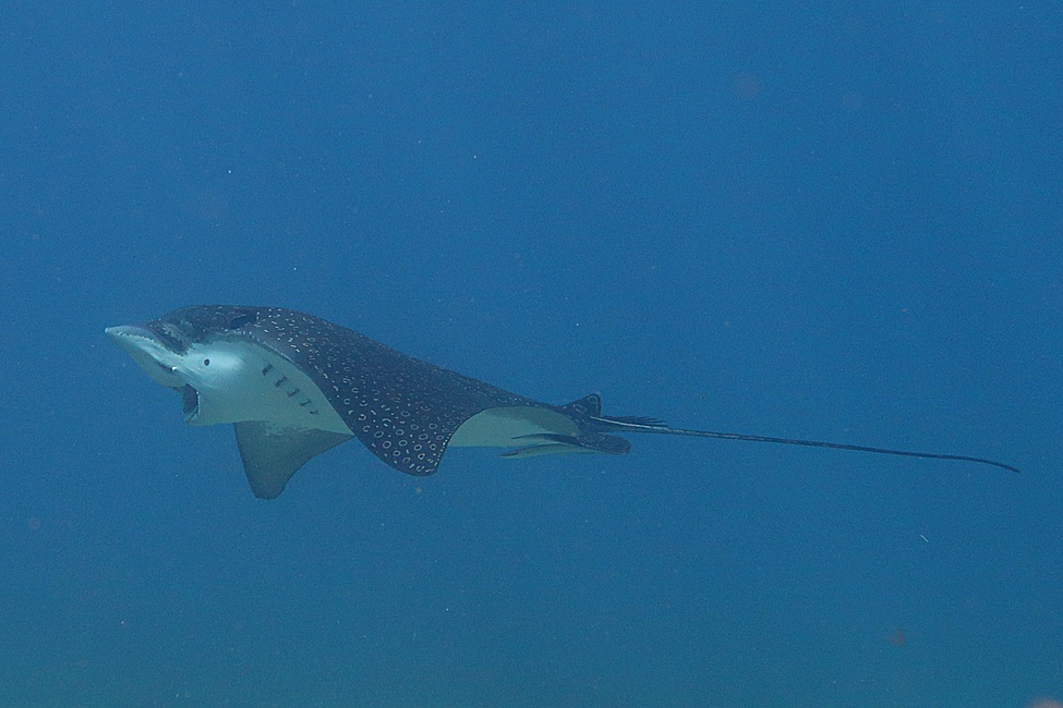 Whitespotted Eagle Ray