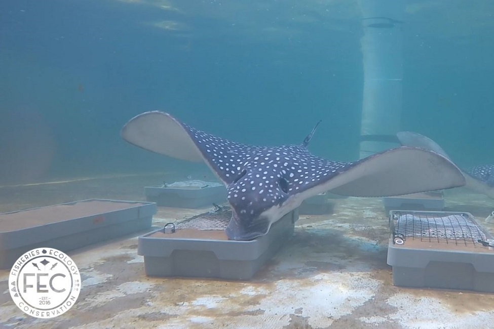whitespotted eagle ray