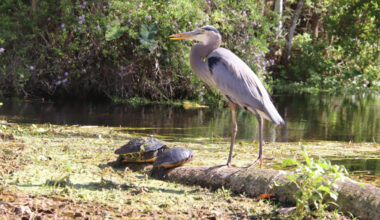 Florida’s conservation model saves habitat, wildlife