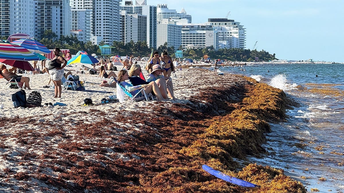 People sitting on sand at South Beach Miami with Sargassum seaweed on shore