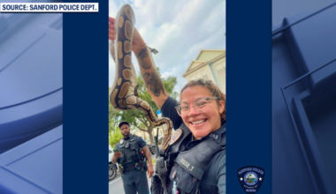 Police officers removes ball python from Florida apartment: 'Always ready to help'
