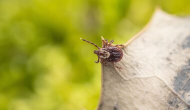 6 Tick Infested Areas In Florida