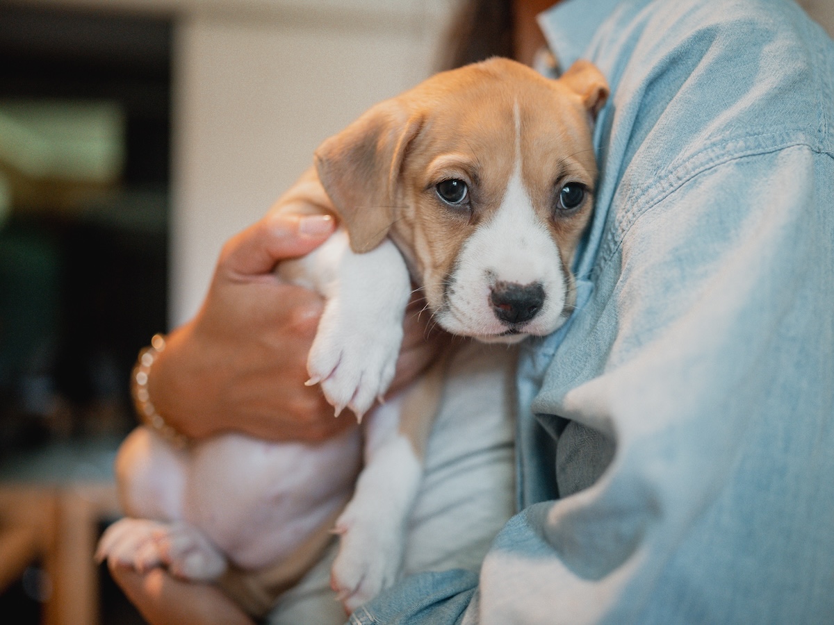 Florida blocks shelter pets coming from states with confirmed screwworm detections