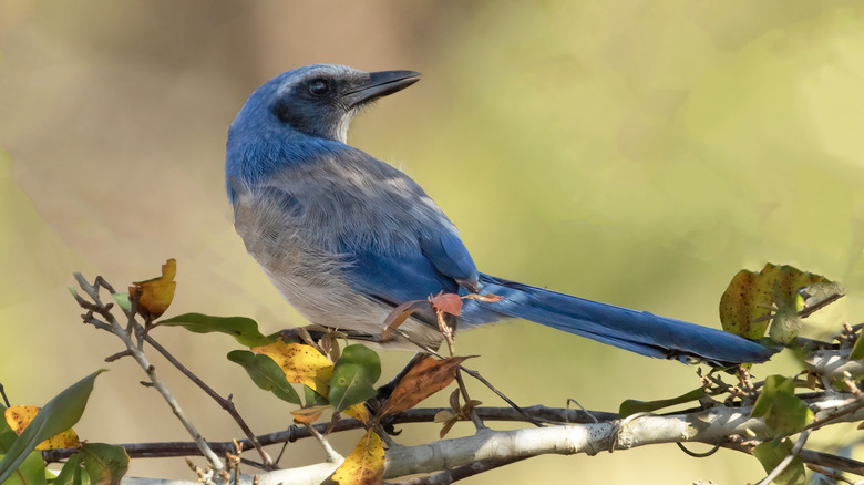 Florida scrub-jay