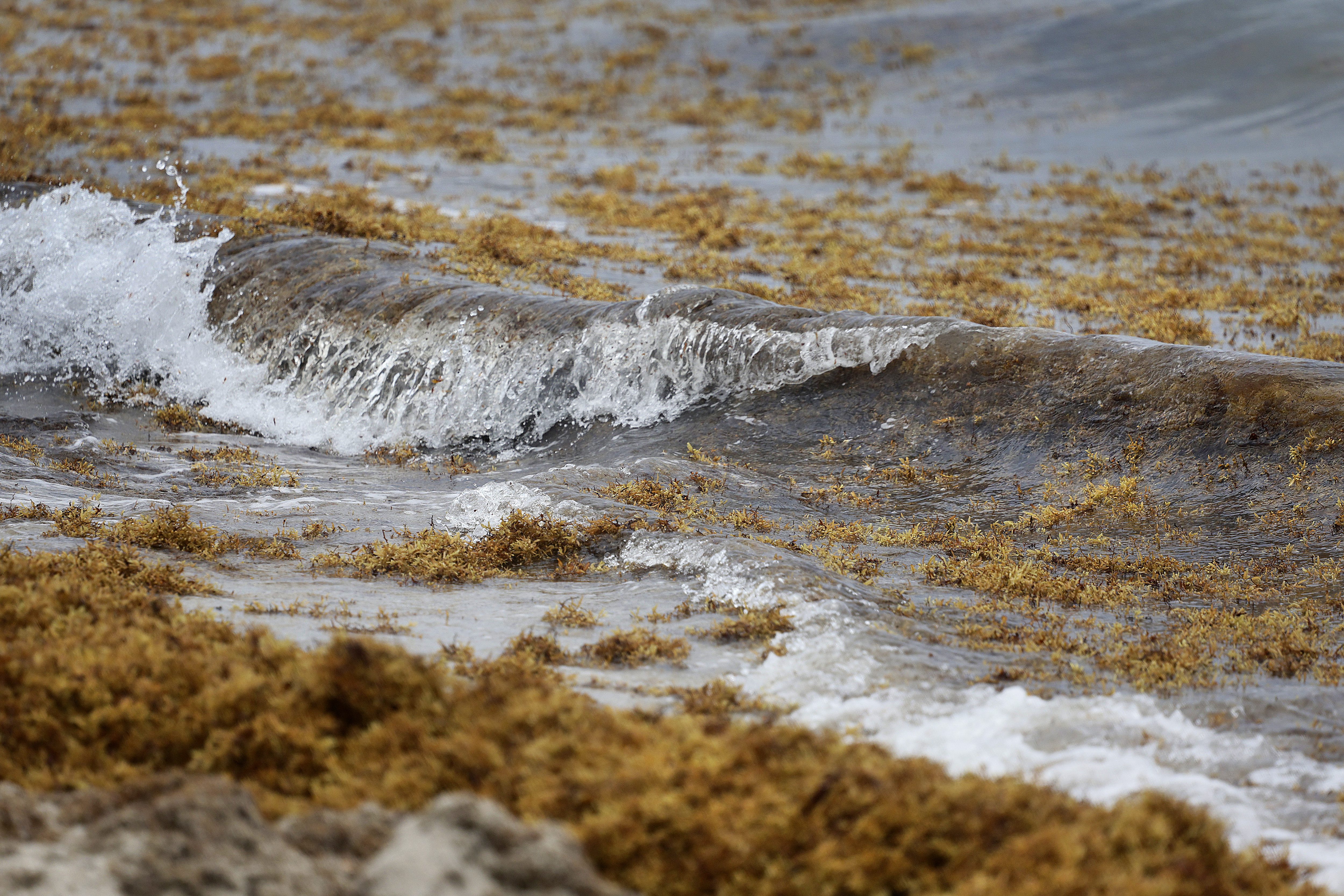 Waves of sargassum seaweed wash ashore on Hollywood Beach on...