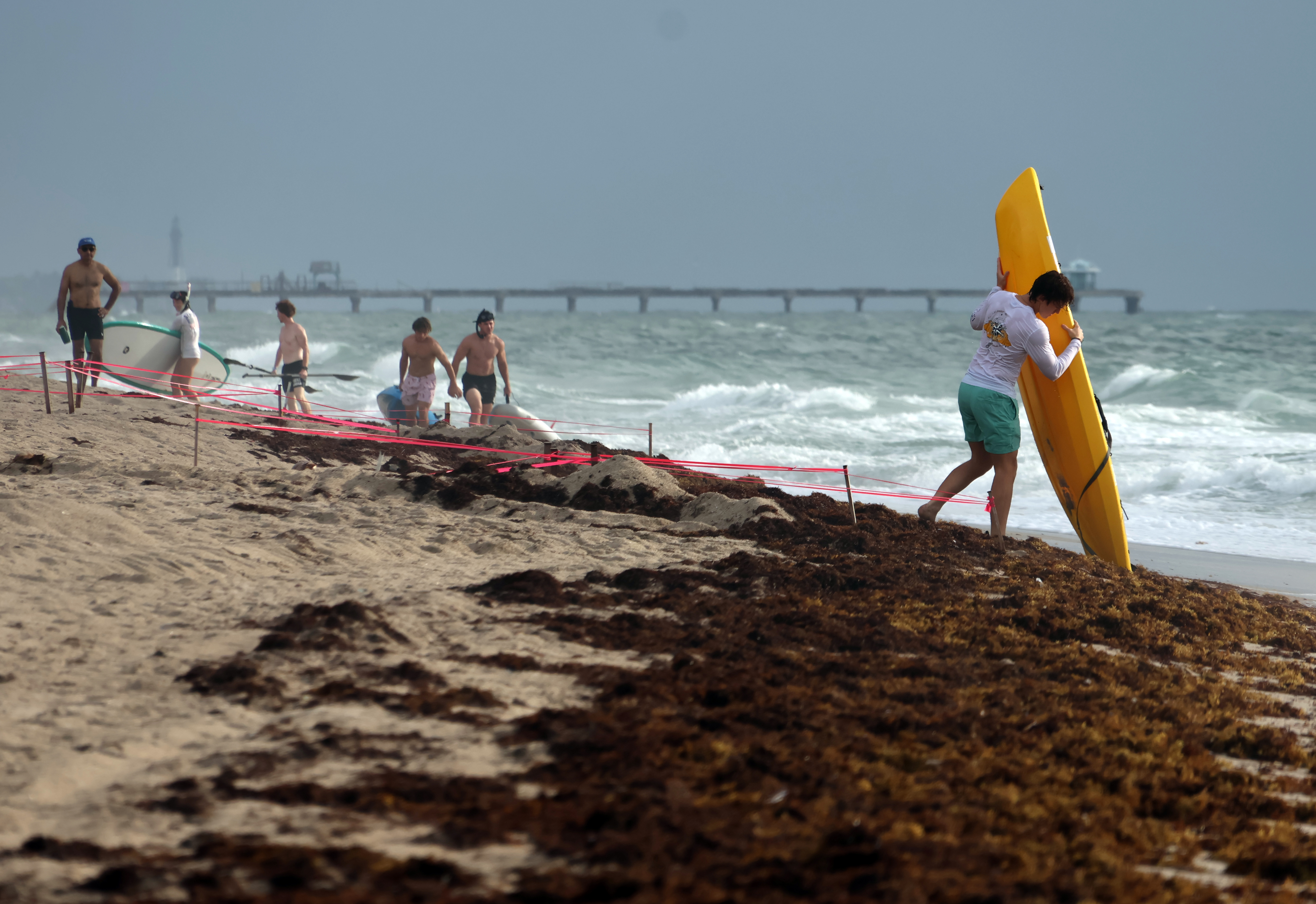 A paddleboarder carries his board over sargassum seaweed on Fort...
