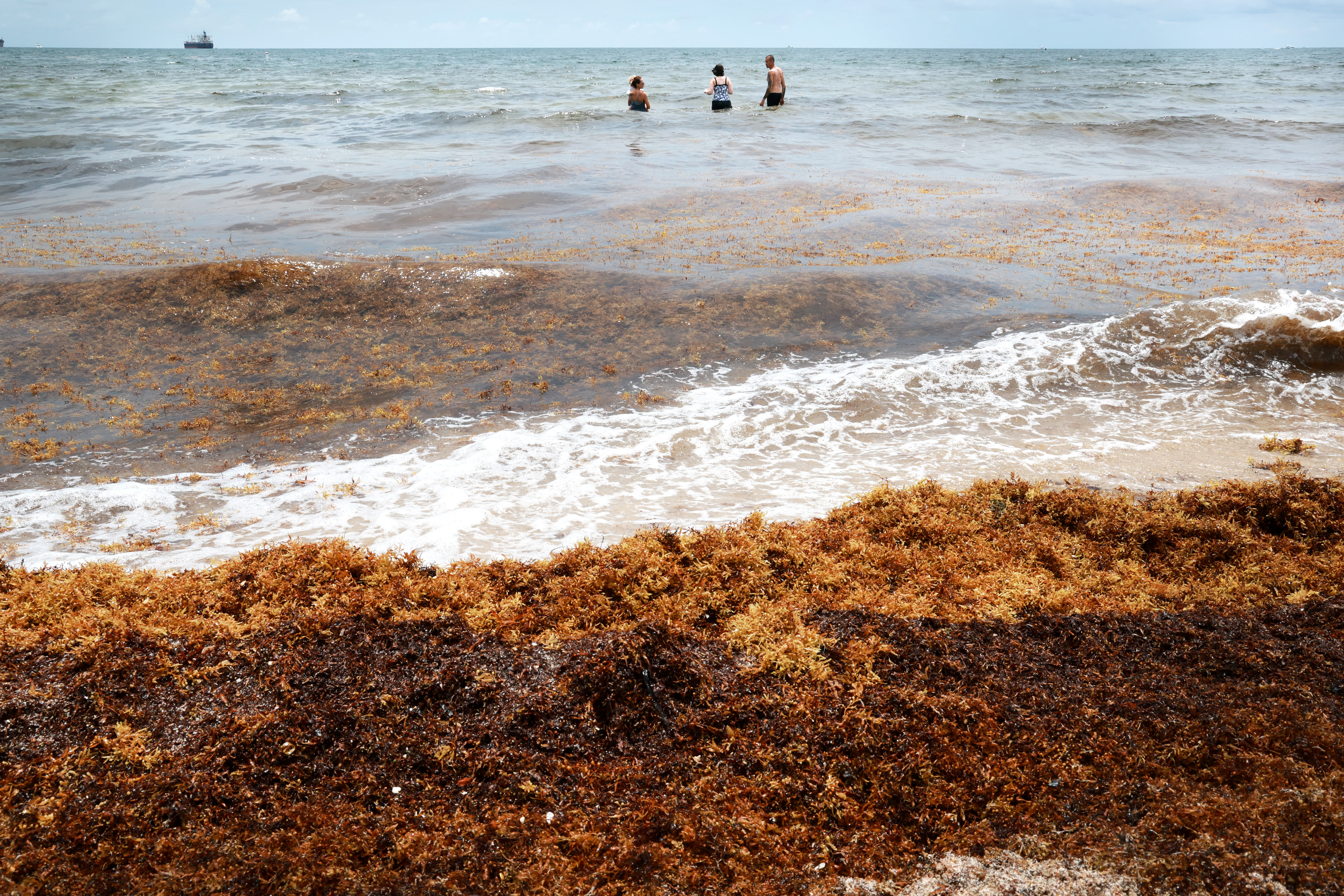 A family swims among seaweed on Fort Lauderdale beach on...