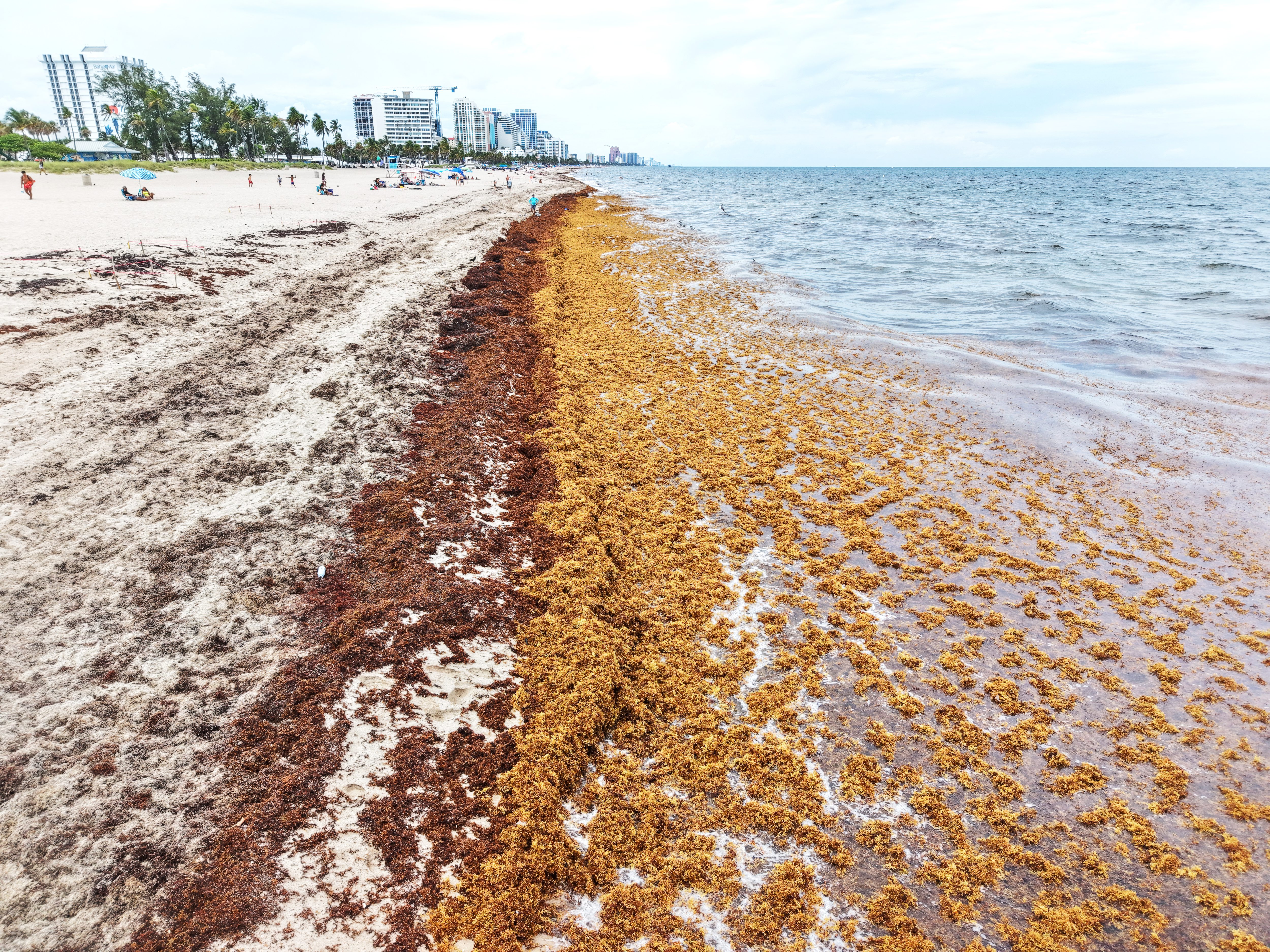Seaweed lines the shore of Fort Lauderdale beach on Tuesday,...