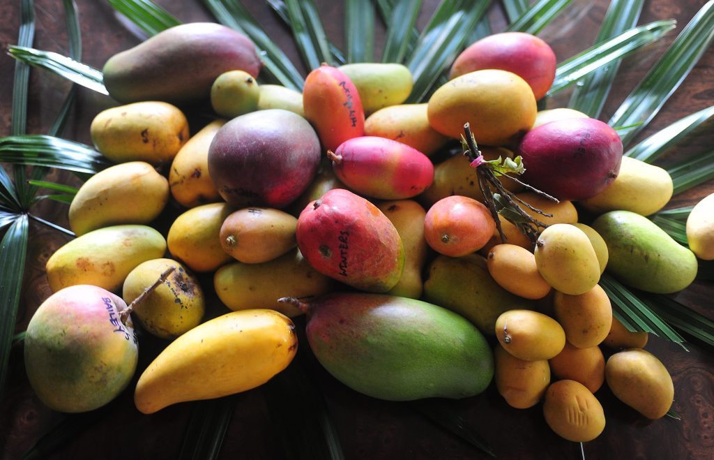 Mango Festival is back on Father's Day