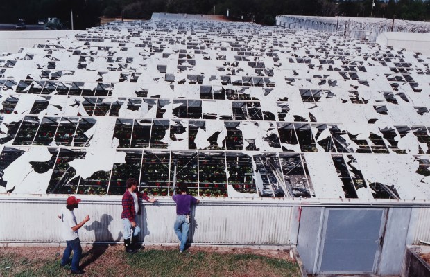 Workers survey damage from a March 26, 1992 hailstorm that pounded Hermann Engelmann Greenhouses Inc. in Apopka. At the time, the Central Florida nursery became one of the largest producers of houseplants in the world. (Orlando Sentinel file)