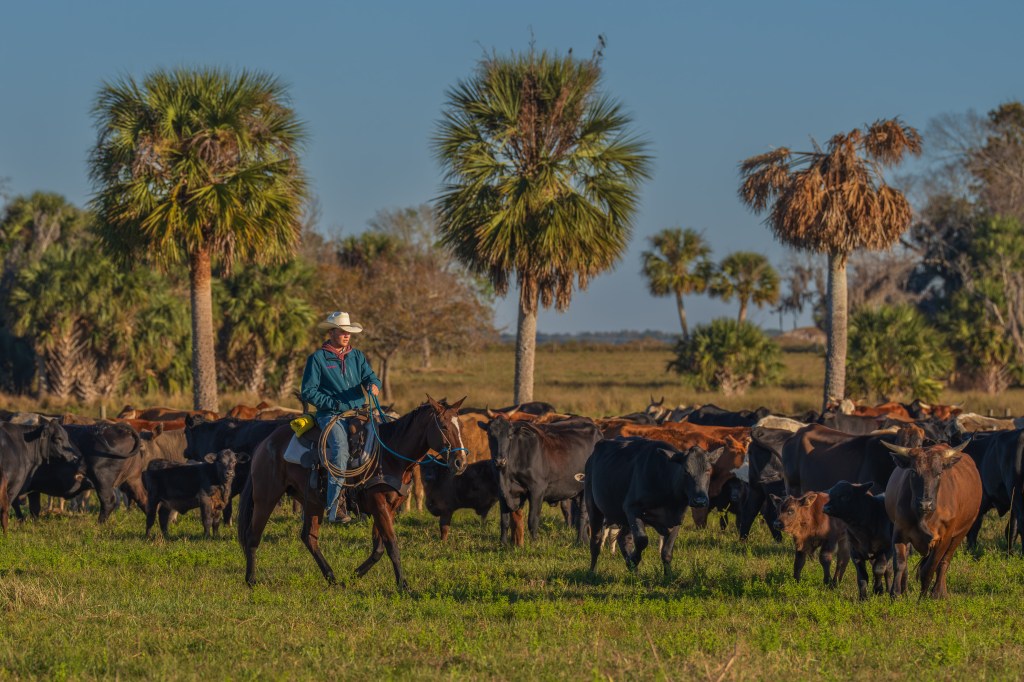 Commentary: Florida’s conservation model saves habitat, wildlife – Orlando Sentinel