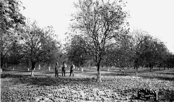 Fruit lays on the ground after the first part of the Great Freeze of 1894-95, one of the watershed events in Central Florida history. (Florida Photographic Collection)