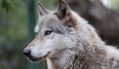 Pictures: Sanctuary provides shelter for homeless wolves – Orlando Sentinel