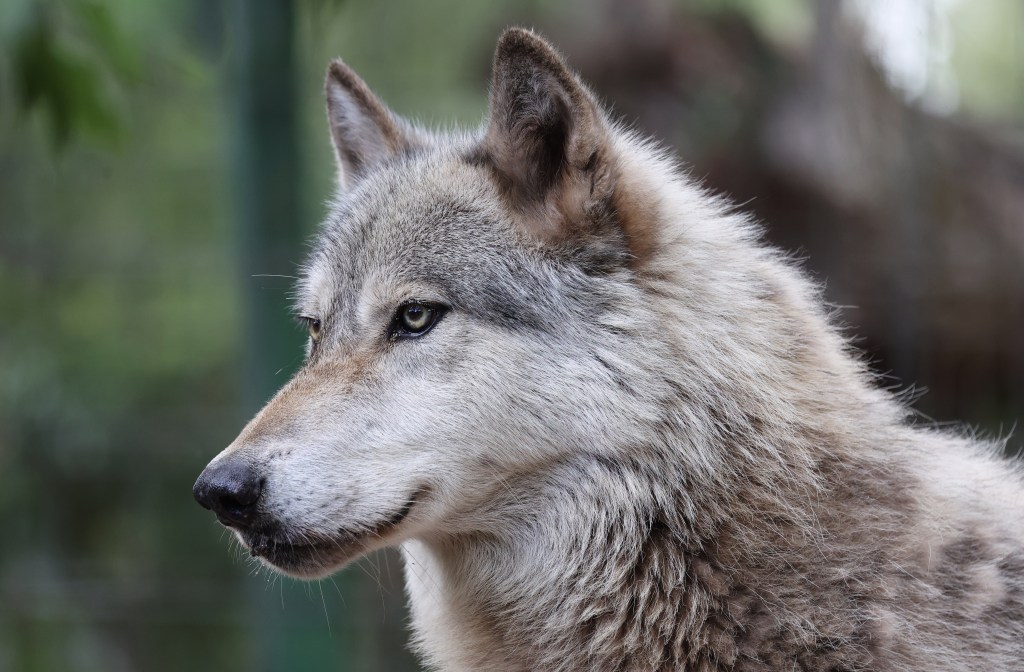 Pictures: Sanctuary provides shelter for homeless wolves – Orlando Sentinel